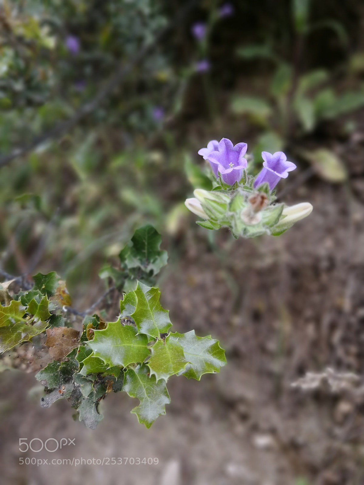 HUAWEI Mate 10 Pro sample photo. Untitled photography
