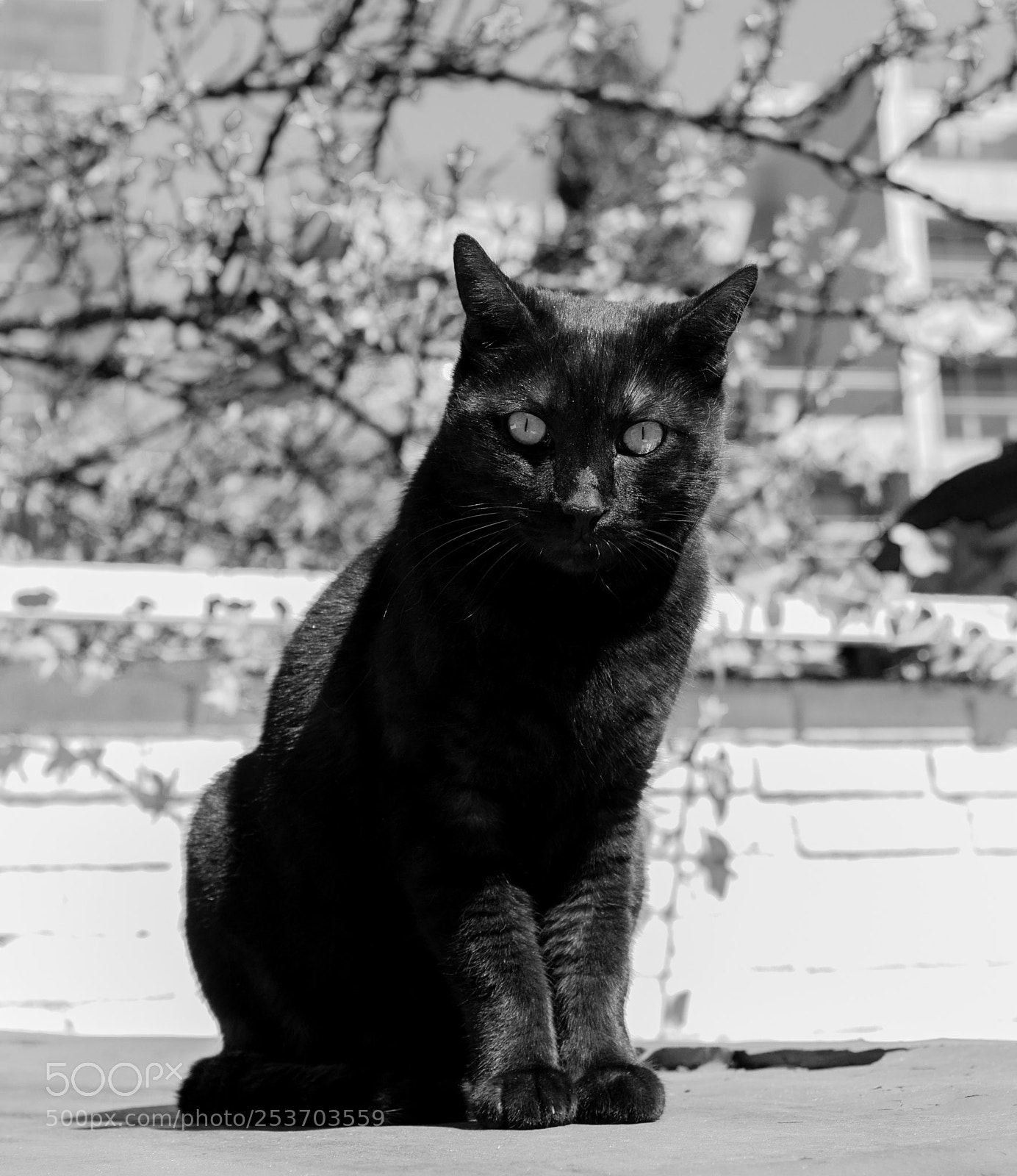 Canon EOS 600D (Rebel EOS T3i / EOS Kiss X5) sample photo. Chat au soleil photography