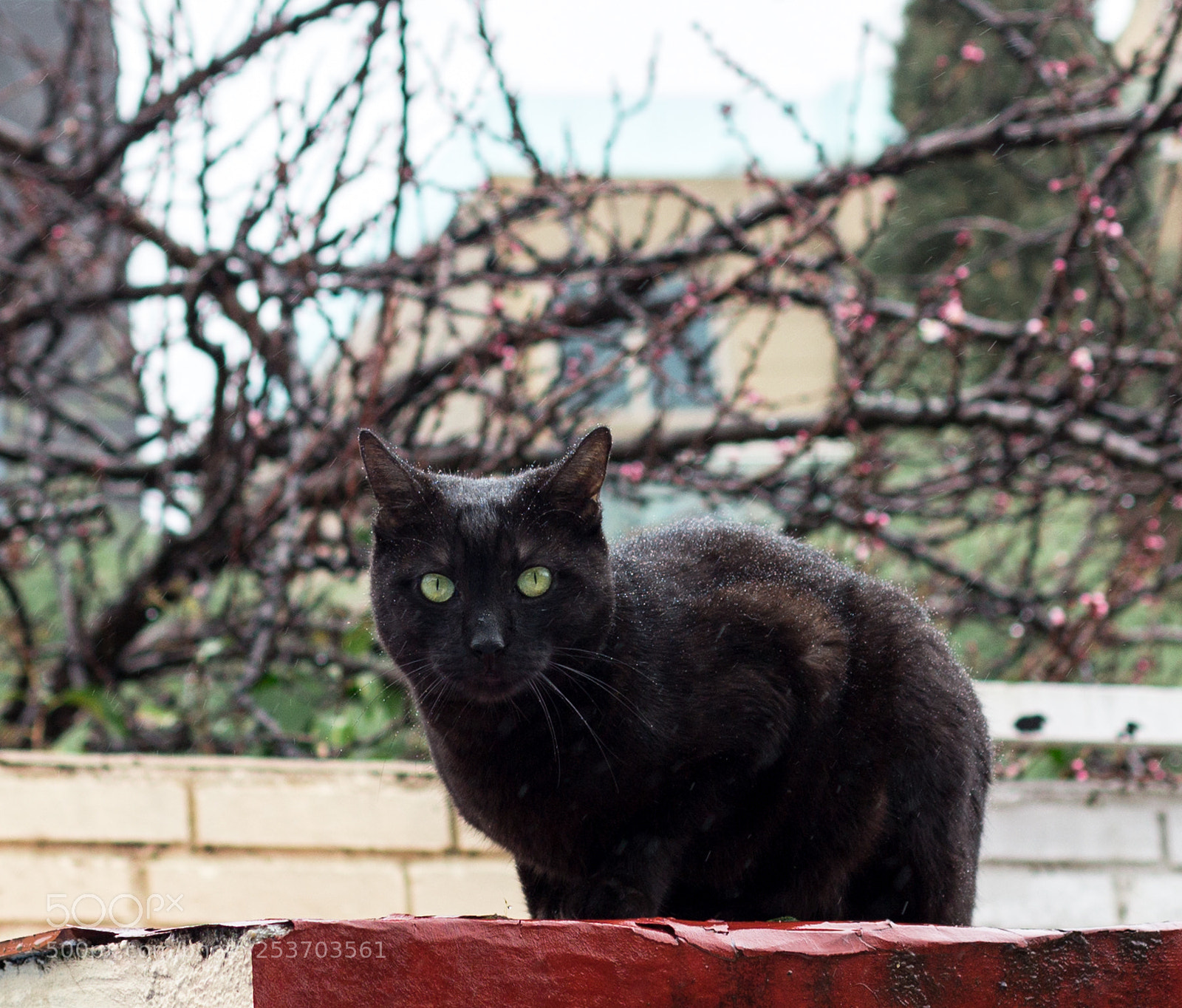 Canon EOS 600D (Rebel EOS T3i / EOS Kiss X5) sample photo. Under the rain photography
