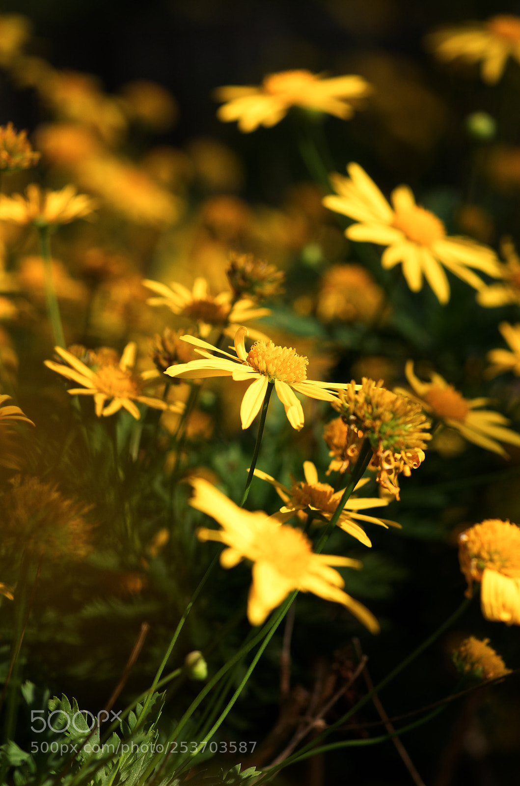 Pentax K-5 sample photo. Golden glow photography