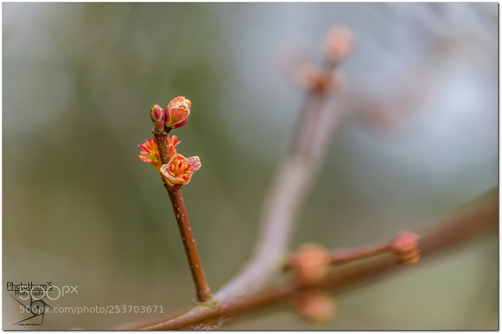 Nikon D7000 sample photo. Bourgeon de printemps photography