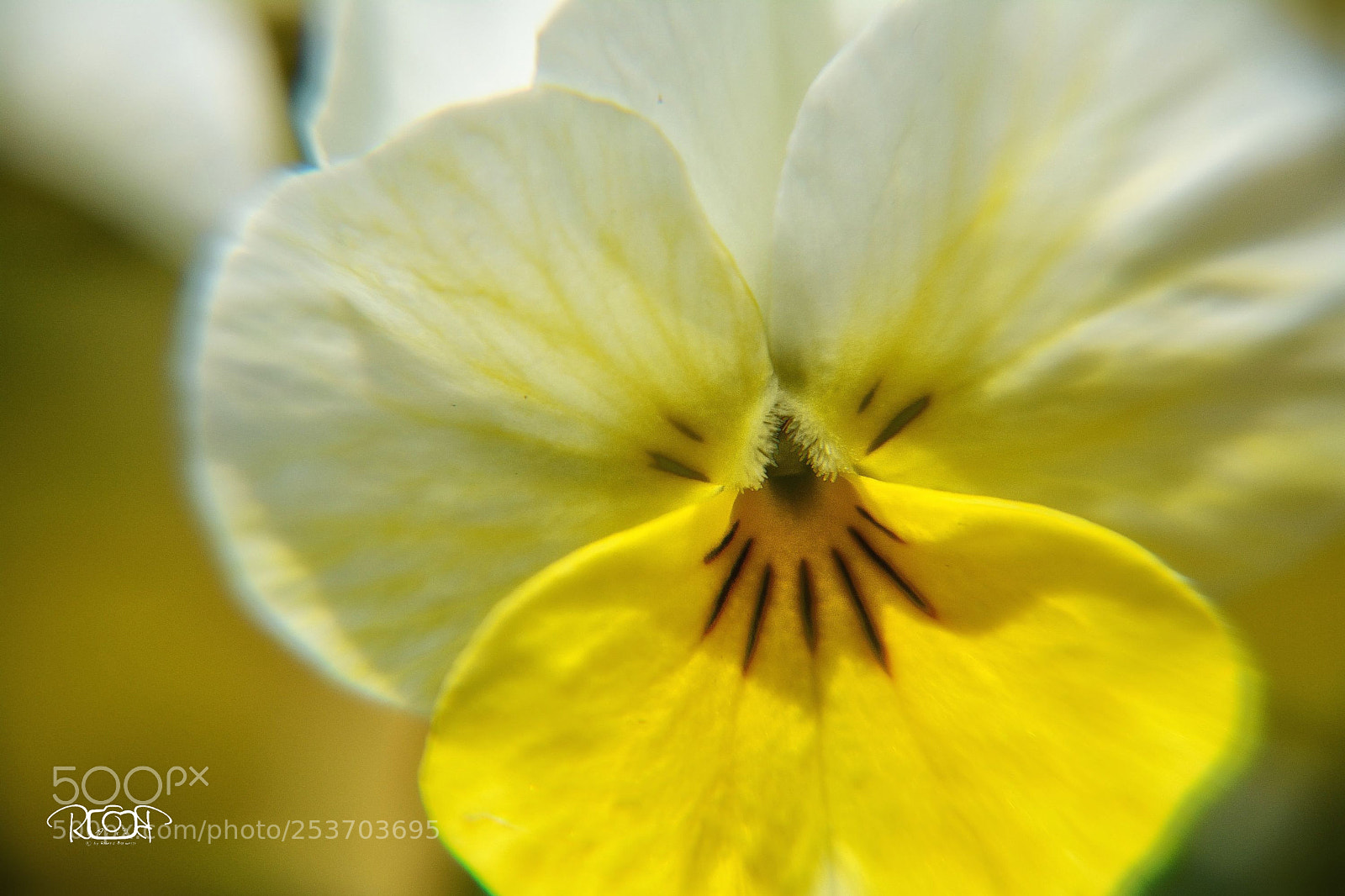 Nikon D5200 sample photo. Viola calaminaria photography