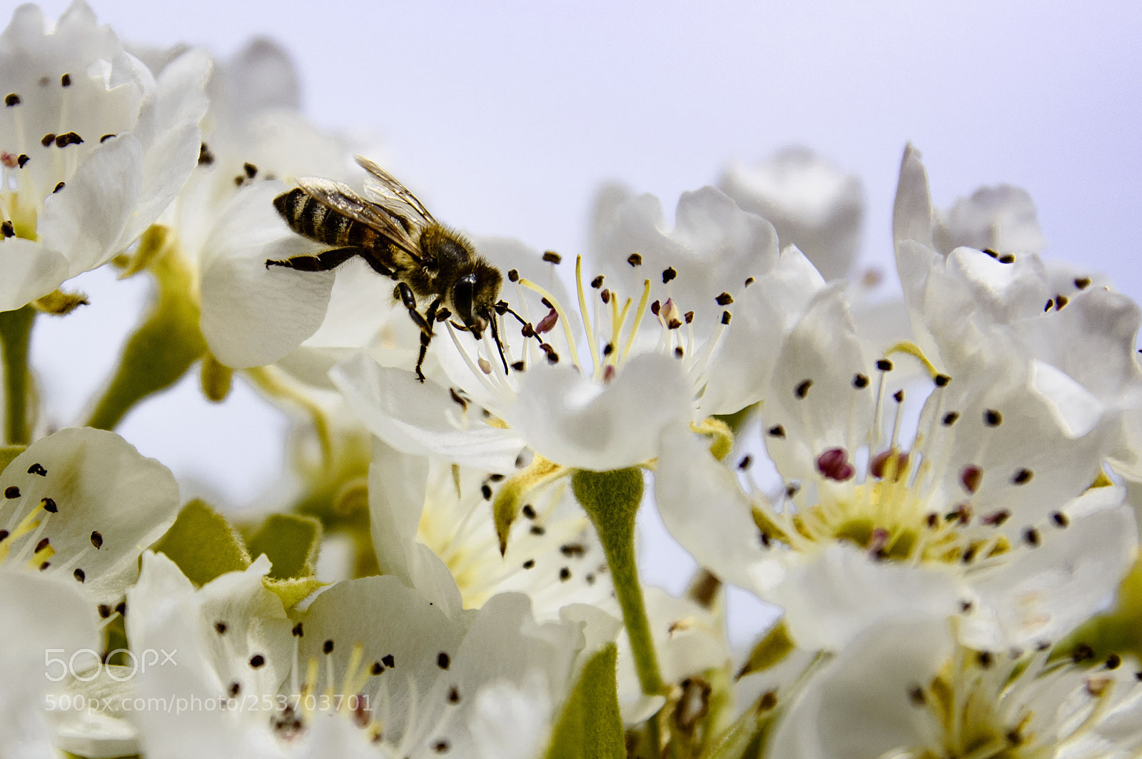 Nikon D3200 sample photo. Be at work photography