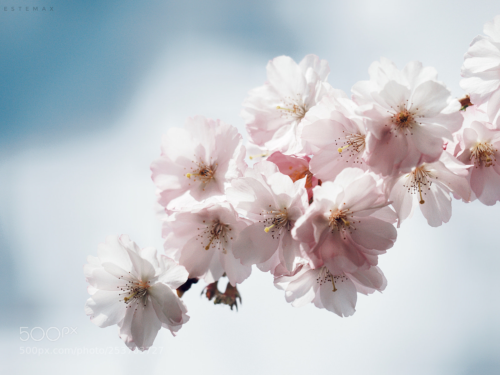 Olympus OM-D E-M1 sample photo. Welcome back ! photography