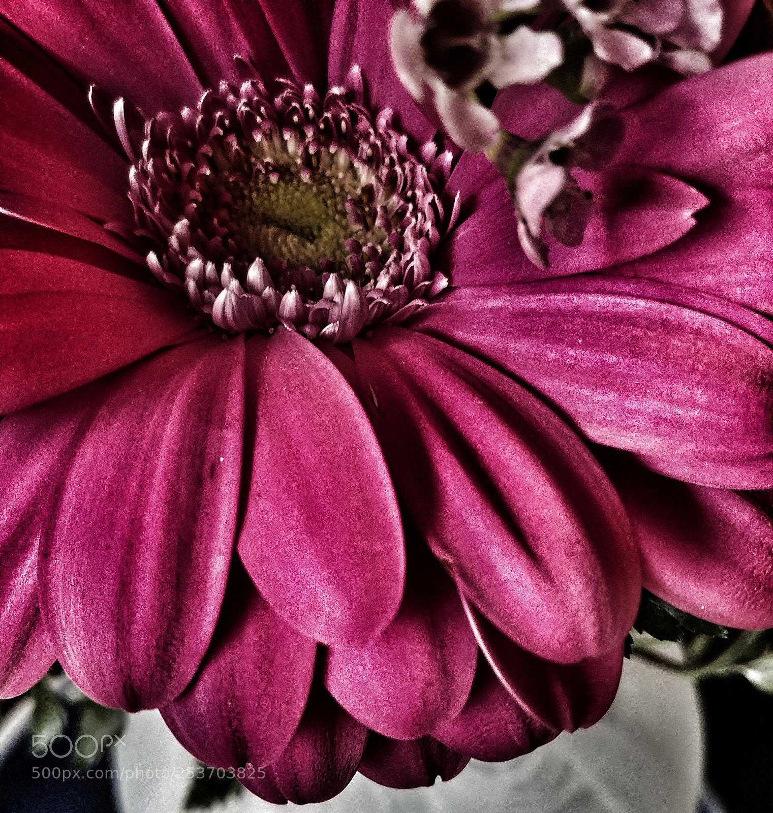 LG G6 sample photo. Red flower photography