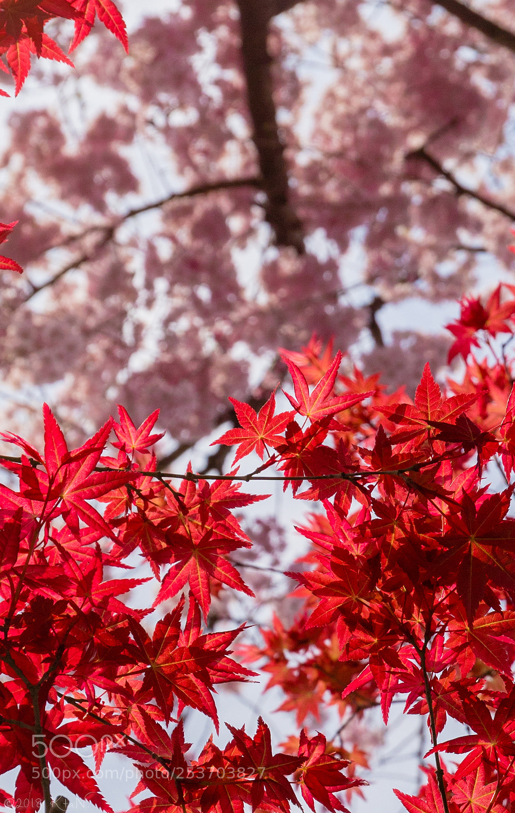 Canon EOS 6D Mark II sample photo. Red maple leaves in photography