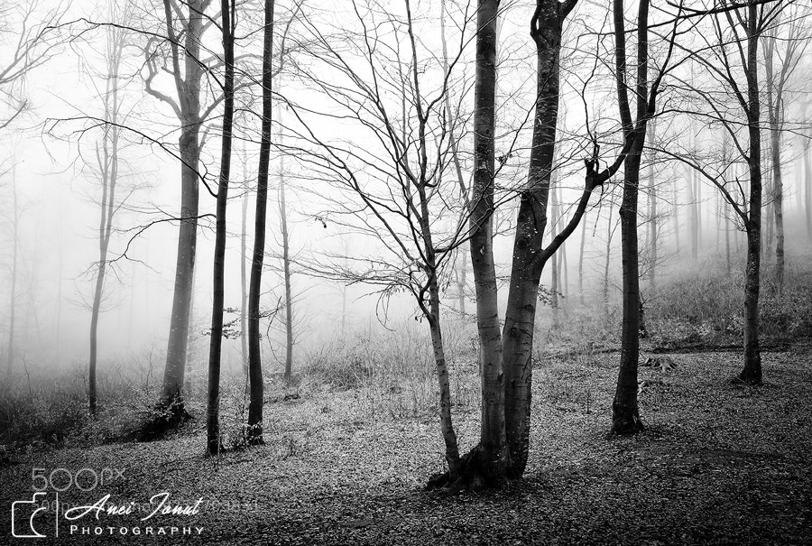 Nikon D7100 sample photo. Foggy forest photography