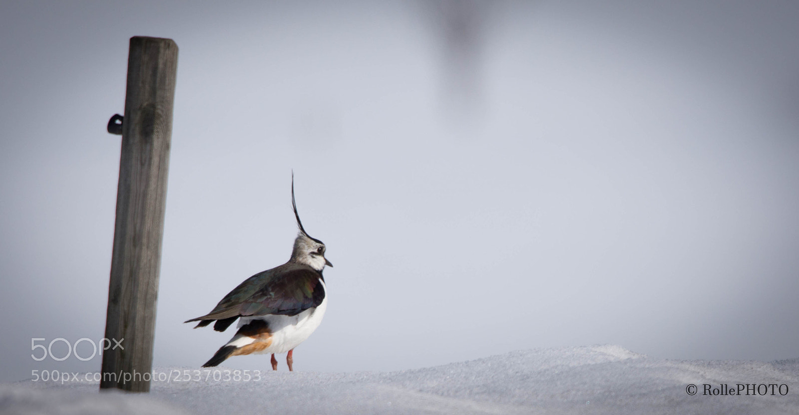 Nikon D7200 sample photo. Lapwing ii photography