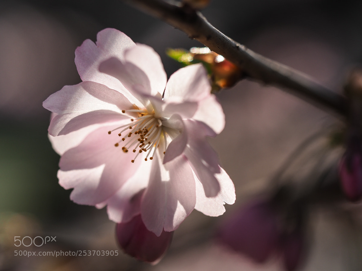 Olympus OM-D E-M5 II sample photo. Spring photography