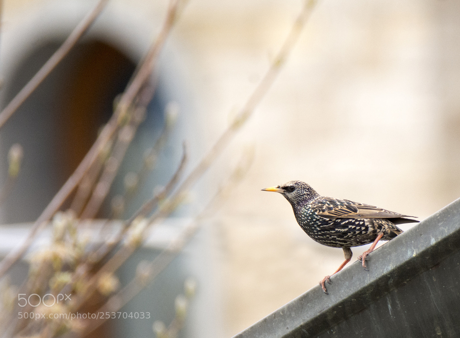 Nikon D7100 sample photo. Sentinel photography