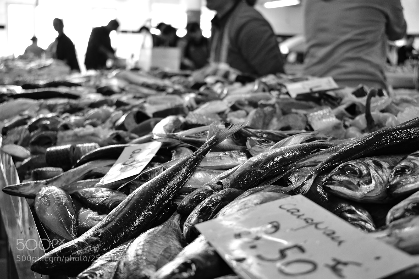 Nikon D3400 sample photo. Horse mackerel photography
