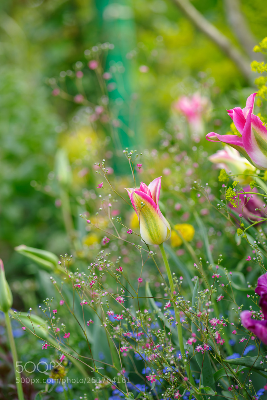 Pentax K-1 sample photo. Flower vitality photography