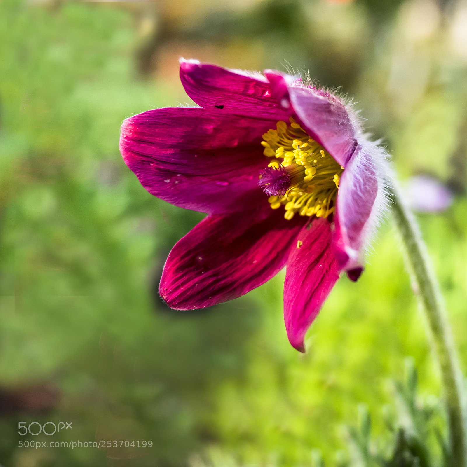 Olympus OM-D E-M1 sample photo. Pasque flower photography