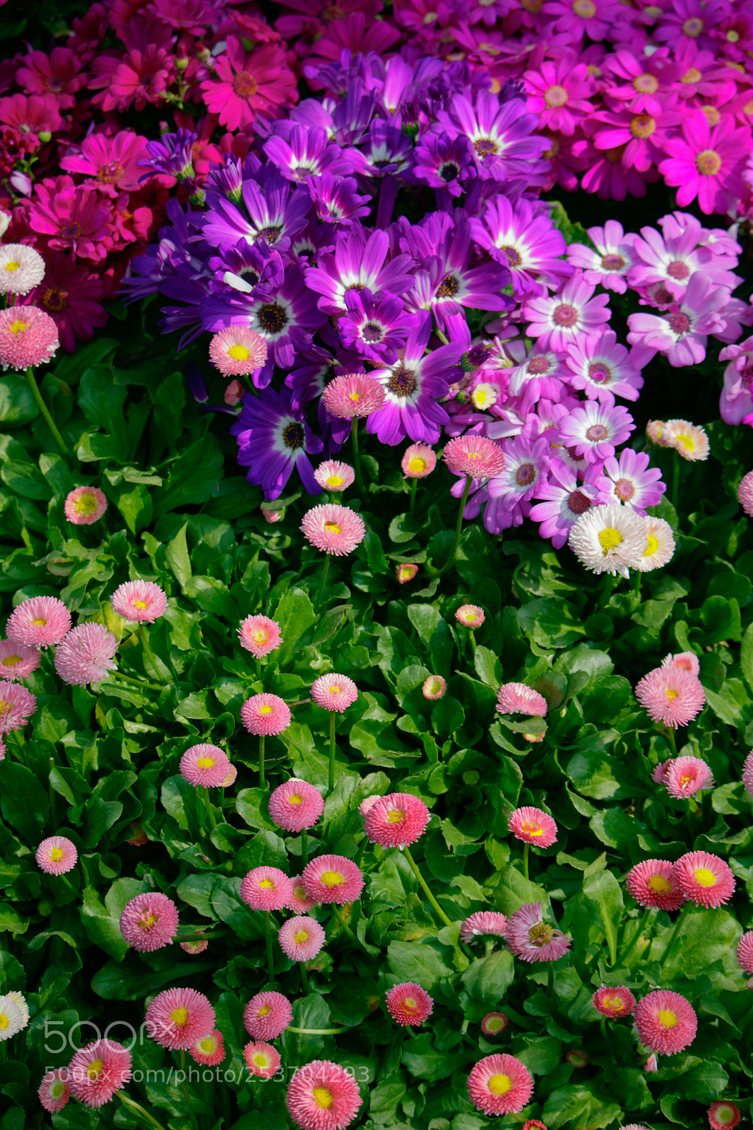Canon EOS 750D (EOS Rebel T6i / EOS Kiss X8i) sample photo. Blooming pink! photography