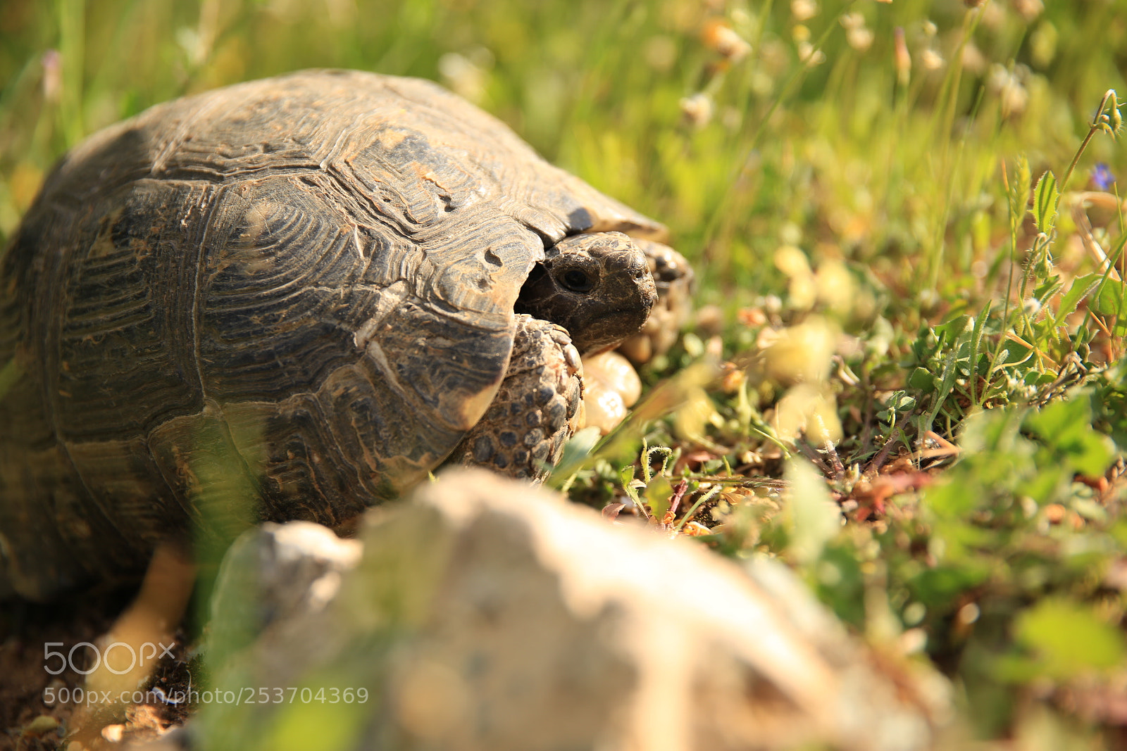 Canon EOS 6D sample photo. Turtle in the park photography