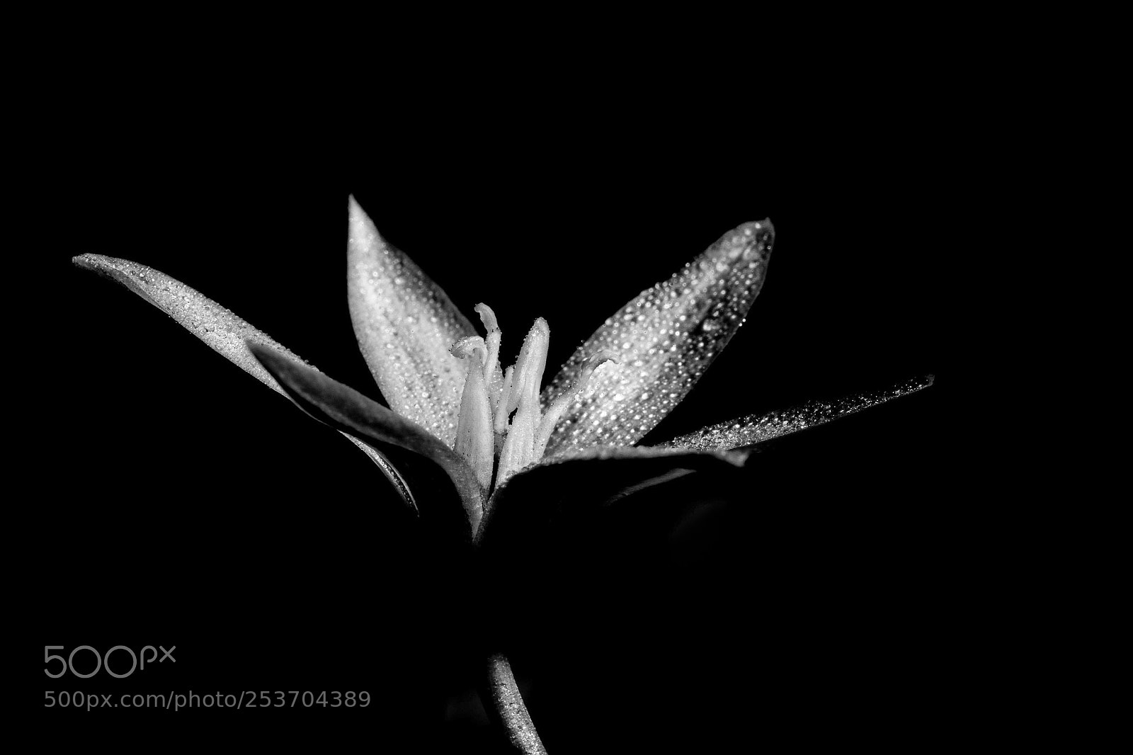 Nikon D7100 sample photo. Flower power #2 photography