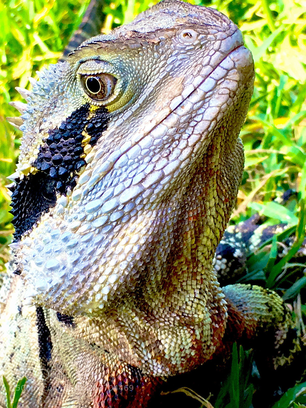 Apple iPhone 6s Plus sample photo. Water dragon  photography