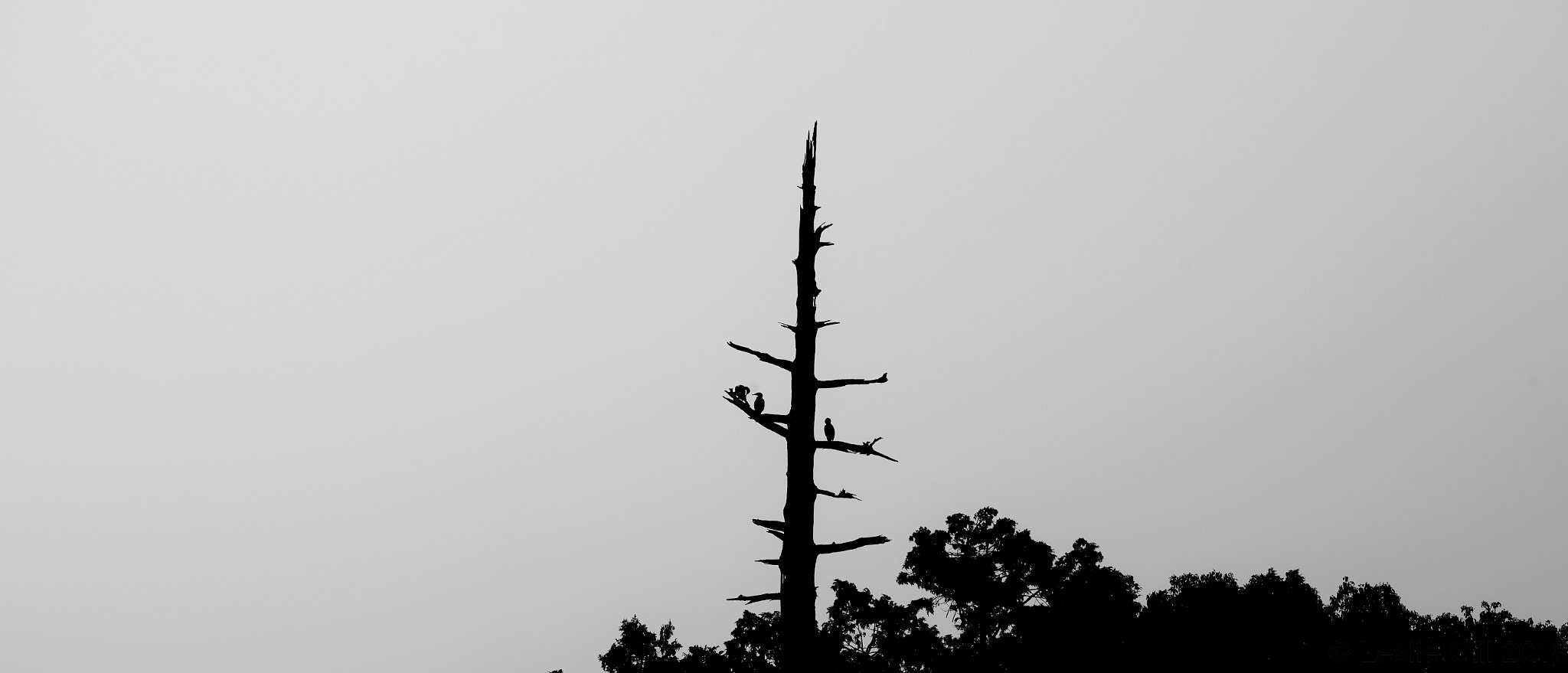 Sigma sd Quattro sample photo. Herons photography