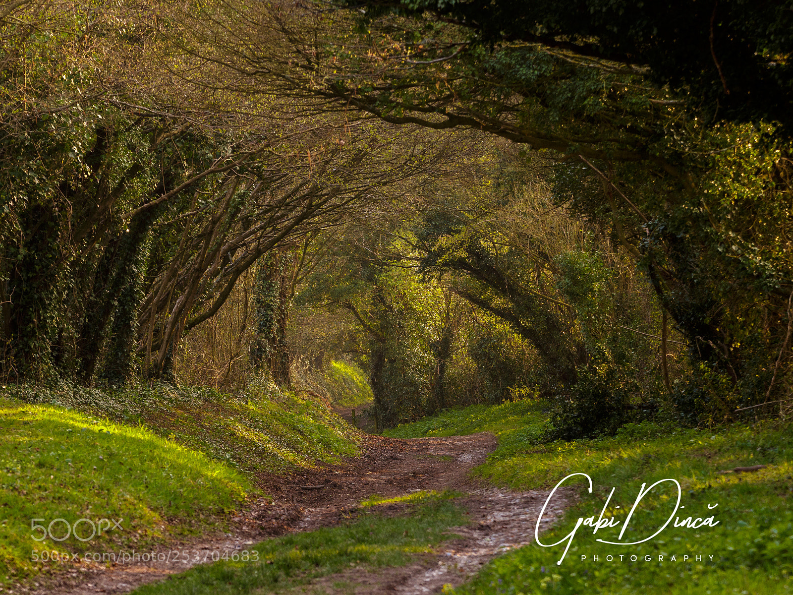 Canon EOS 650D (EOS Rebel T4i / EOS Kiss X6i) sample photo. Searching for fairies photography