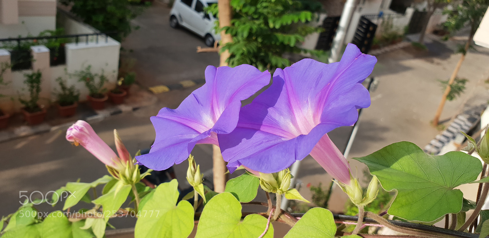 Samsung Galaxy S9+ sample photo. Morning glory photography