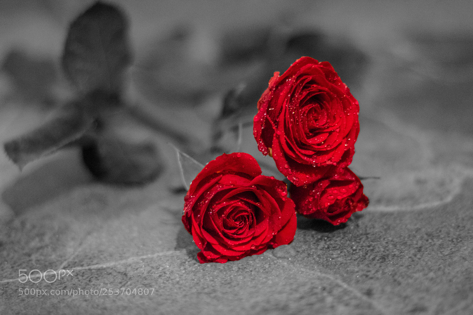 Canon EOS 750D (EOS Rebel T6i / EOS Kiss X8i) sample photo. Roses are red photography
