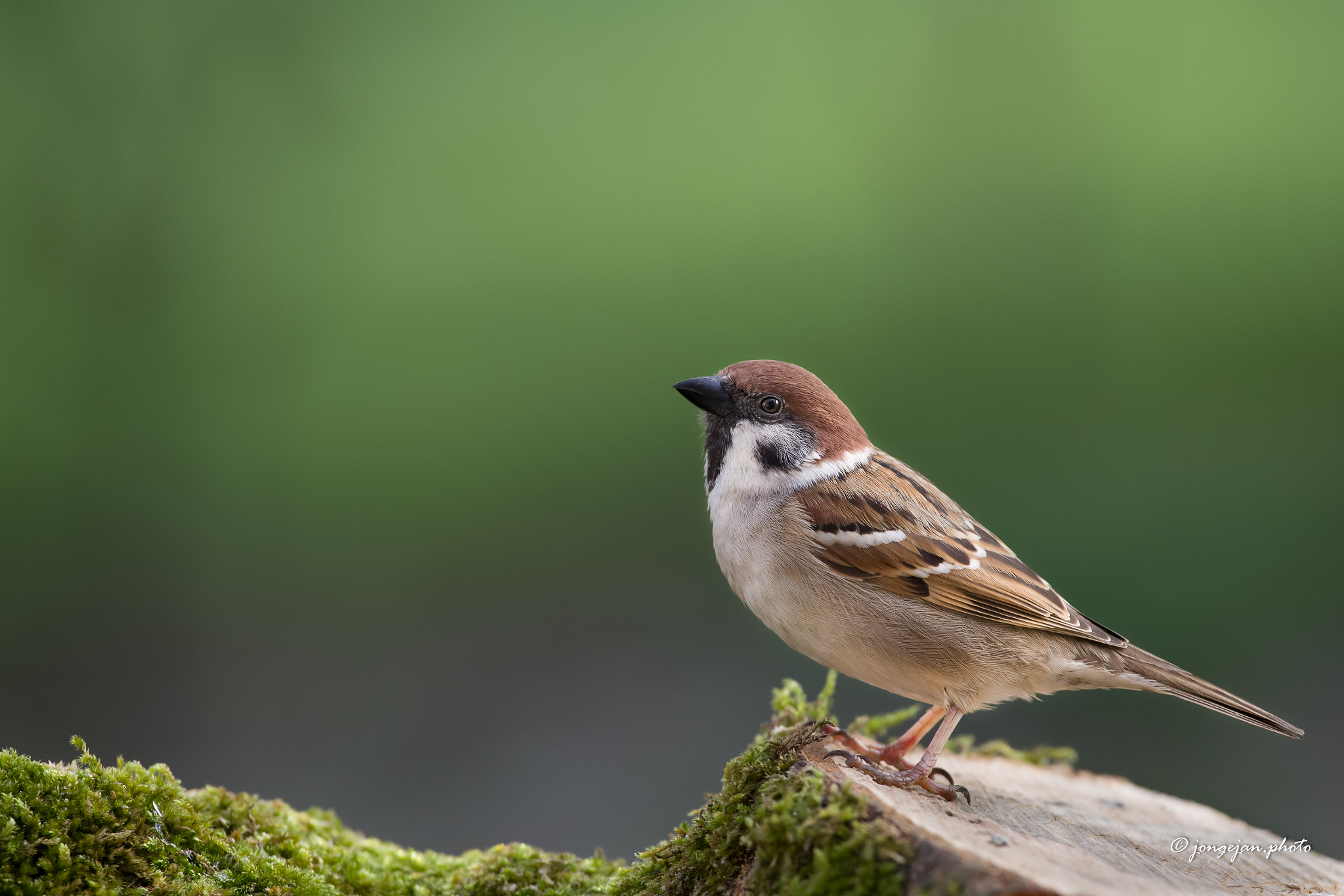 Pentax K-1 Mark II sample photo. Tree sparrow photography