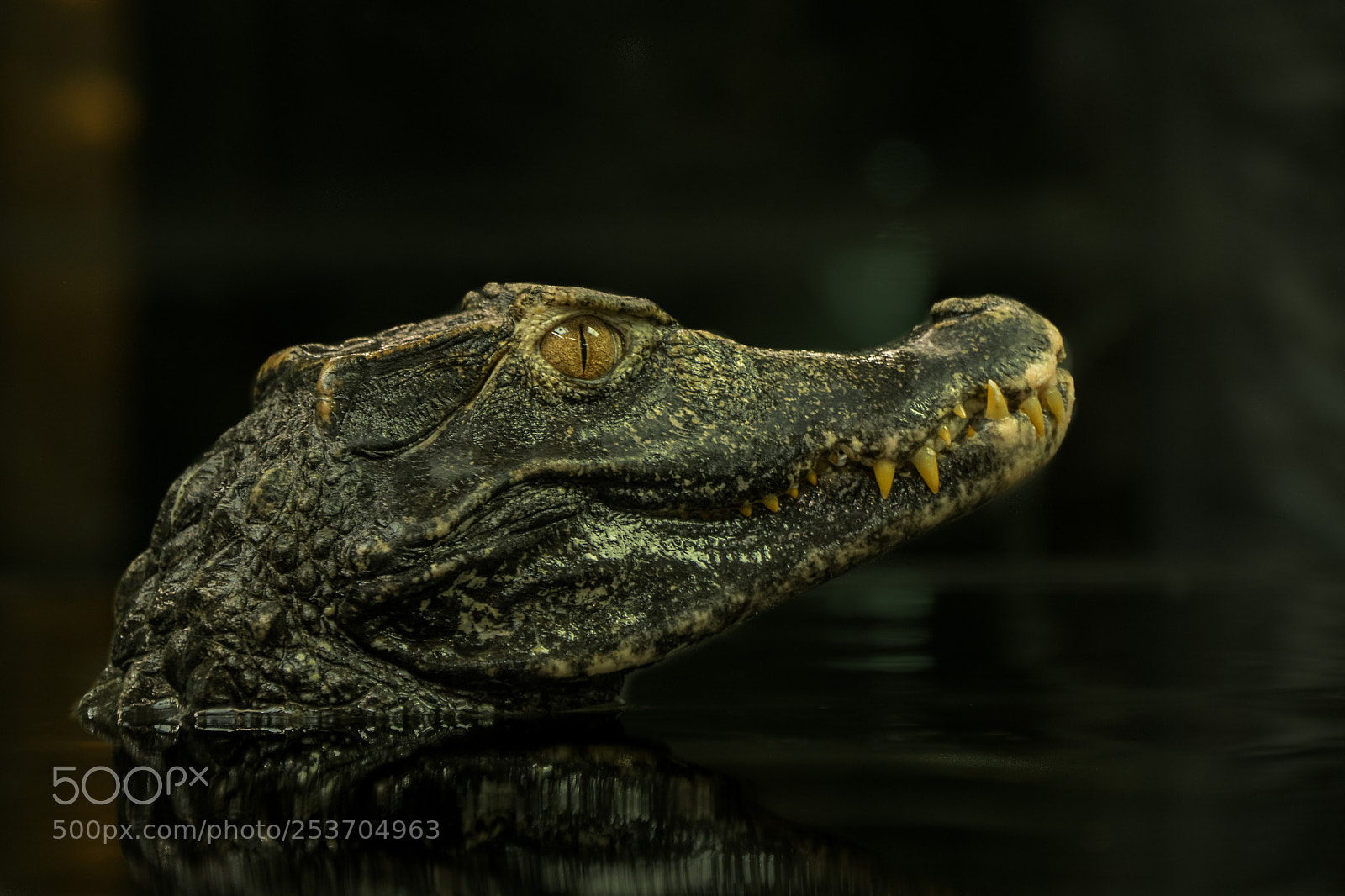 Sony ILCA-77M2 sample photo. Dragon's  smile photography