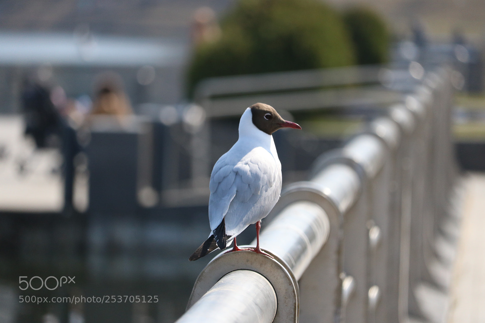 Canon EOS 750D (EOS Rebel T6i / EOS Kiss X8i) sample photo. Black-headed gull photography
