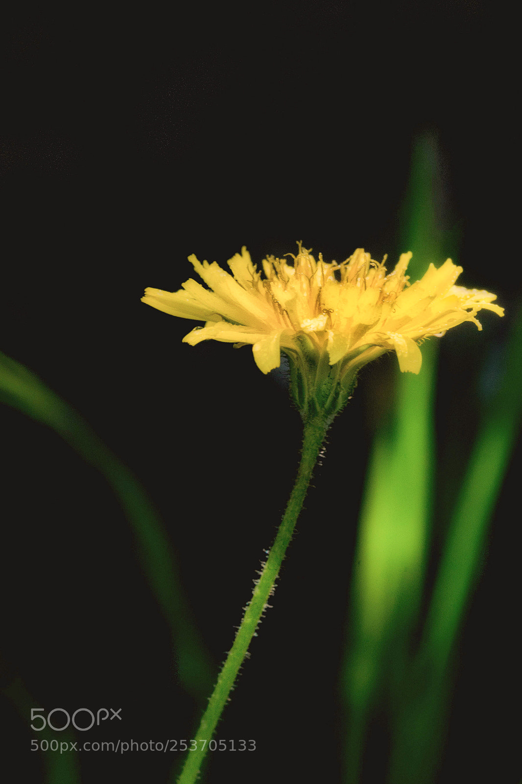 Nikon D7100 sample photo. Flower power #3 photography