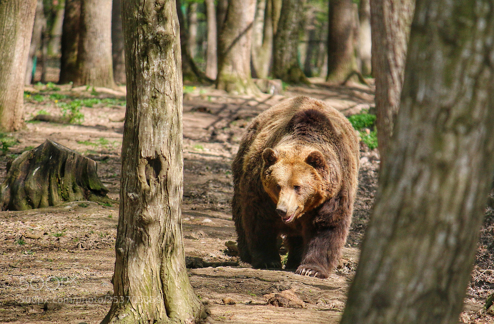 Canon EOS 70D sample photo. Wild and dangerous photography