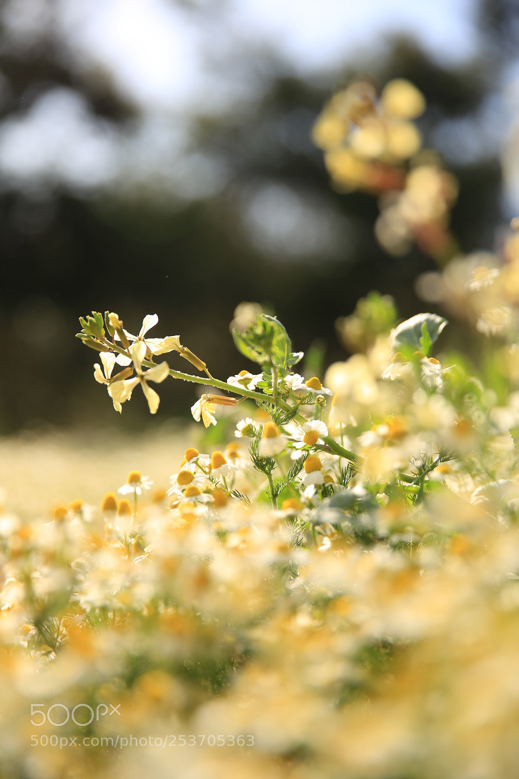 Canon EOS 6D sample photo. Flower in the park photography