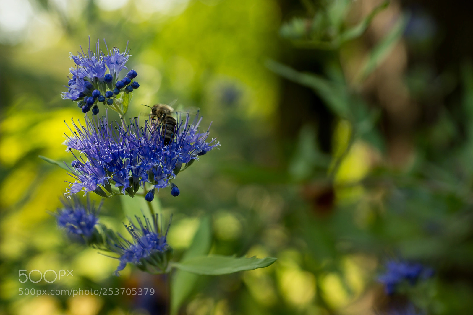 Sony SLT-A77 sample photo. V cr t t photography