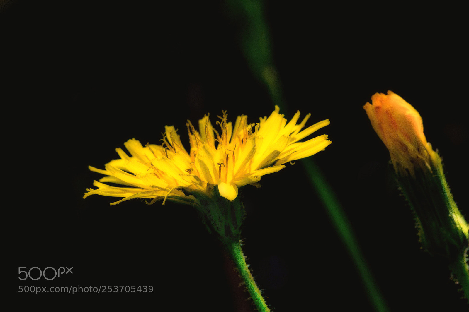 Nikon D7100 sample photo. Flower power #4 photography