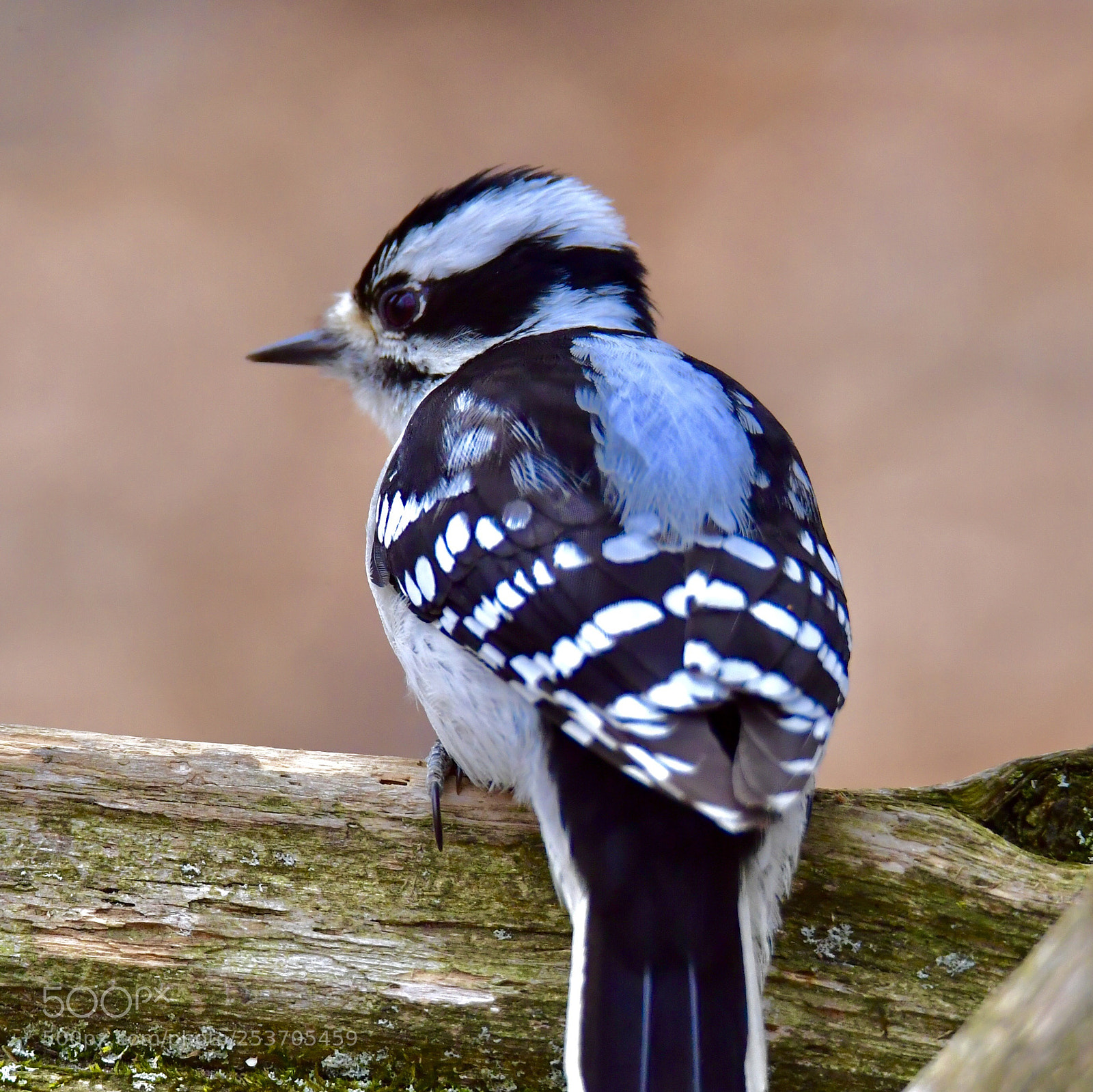 Nikon D5 sample photo. 體形最小的啄木鳥-絨毛啄木鳥(downy woodpecker） photography