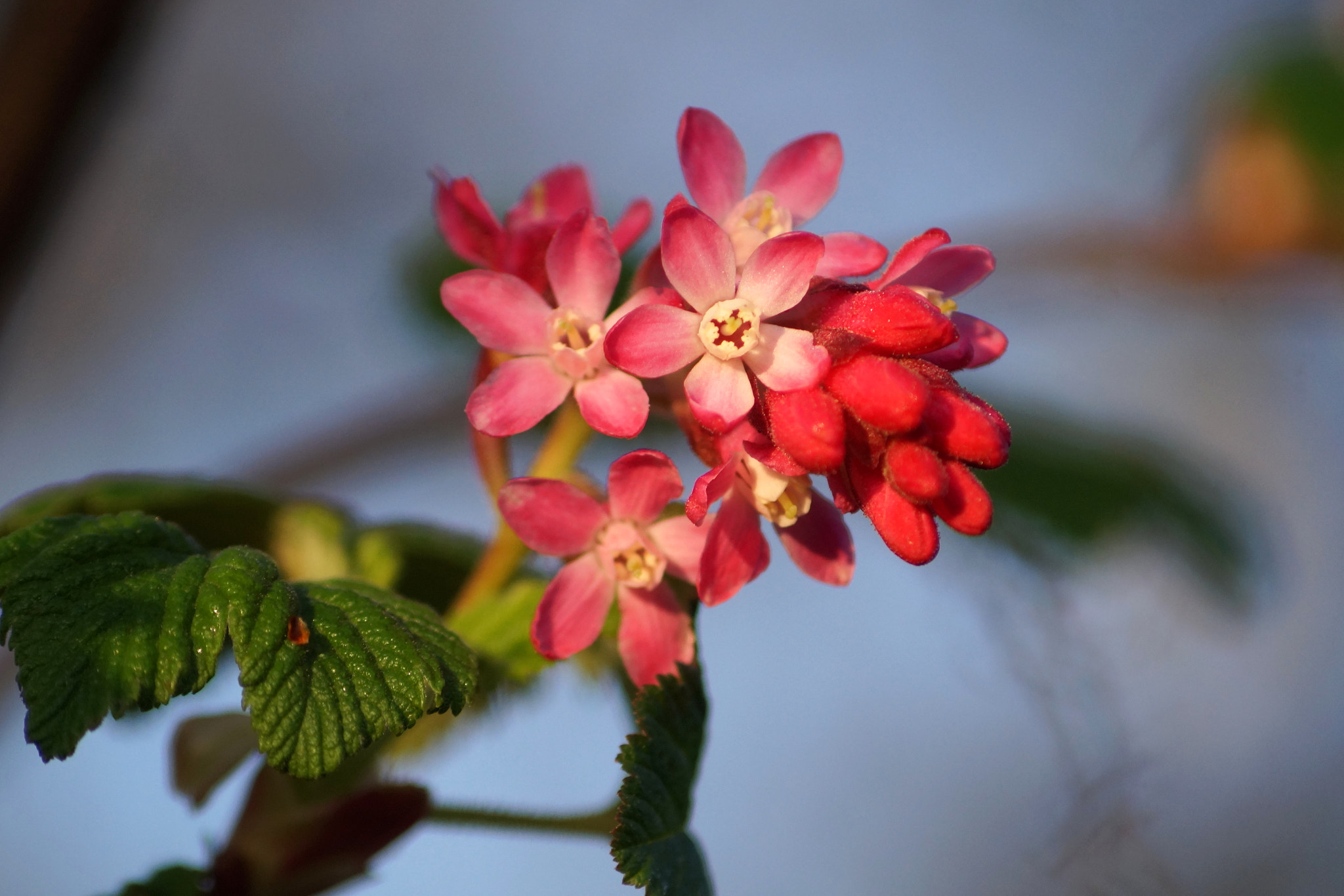 Sony DT 55-200mm F4-5.6 SAM sample photo. Ribes sanquineum photography