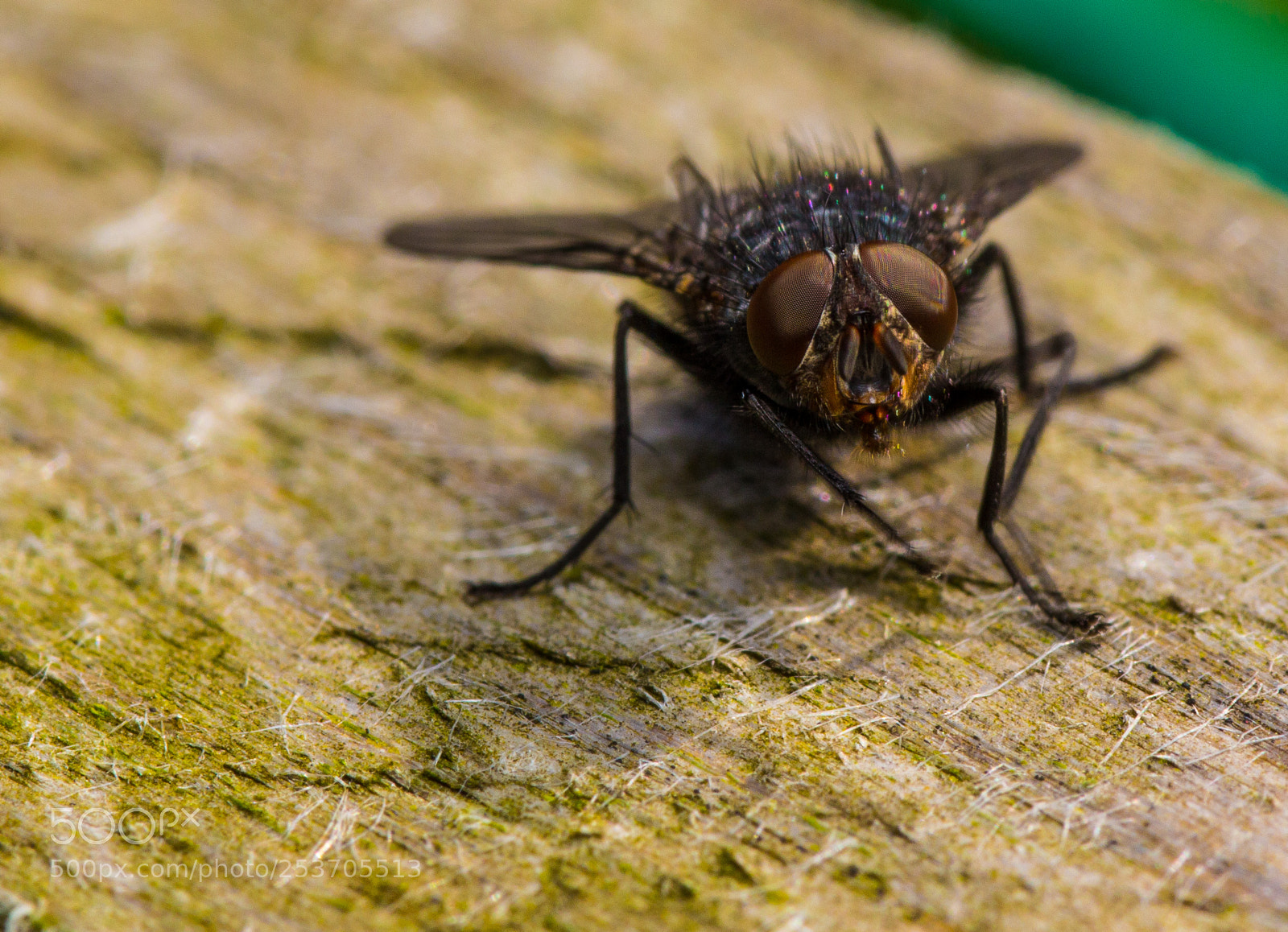 Canon EOS 60D sample photo. The fly photography
