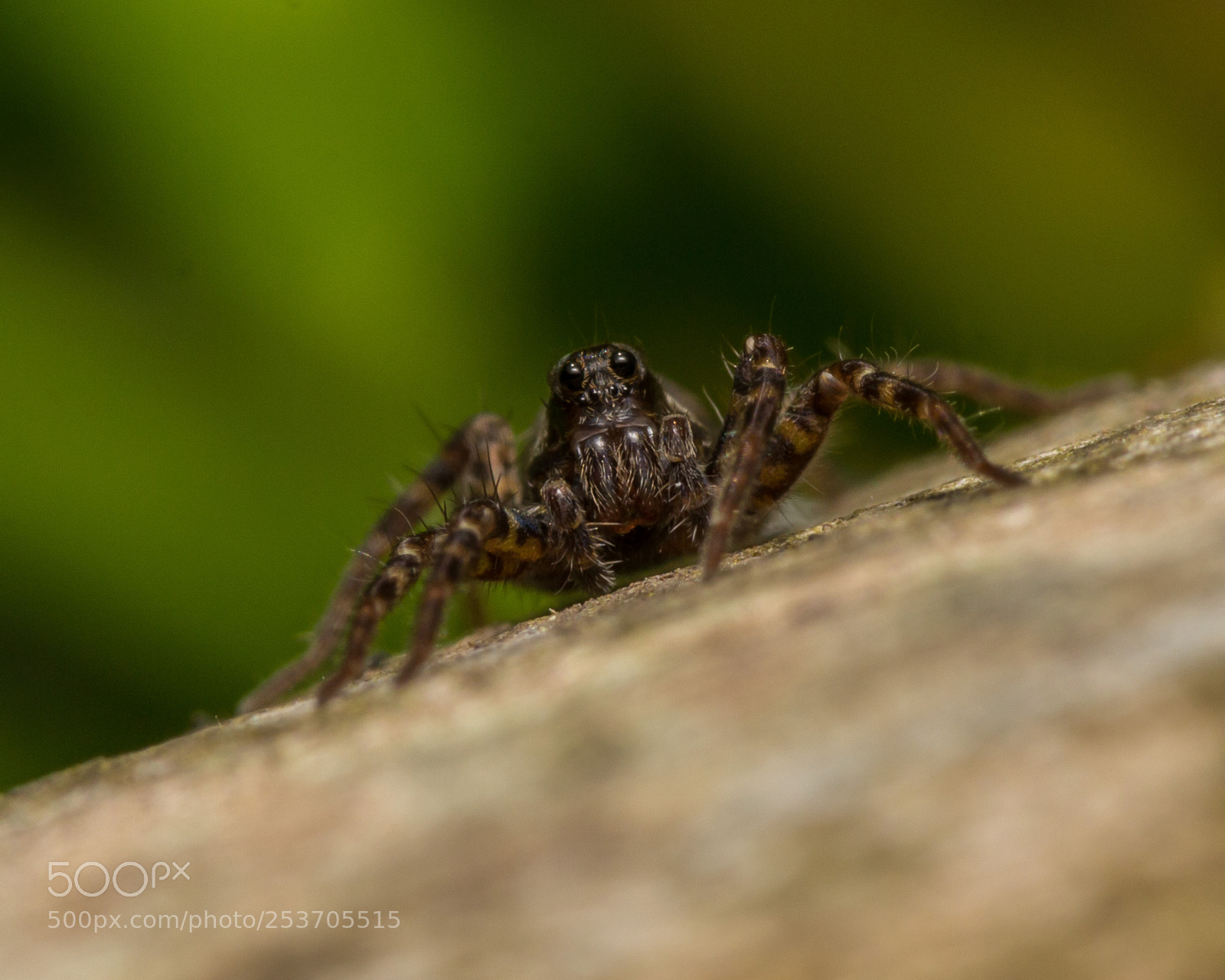 Canon EOS 60D sample photo. Spider portrait photography