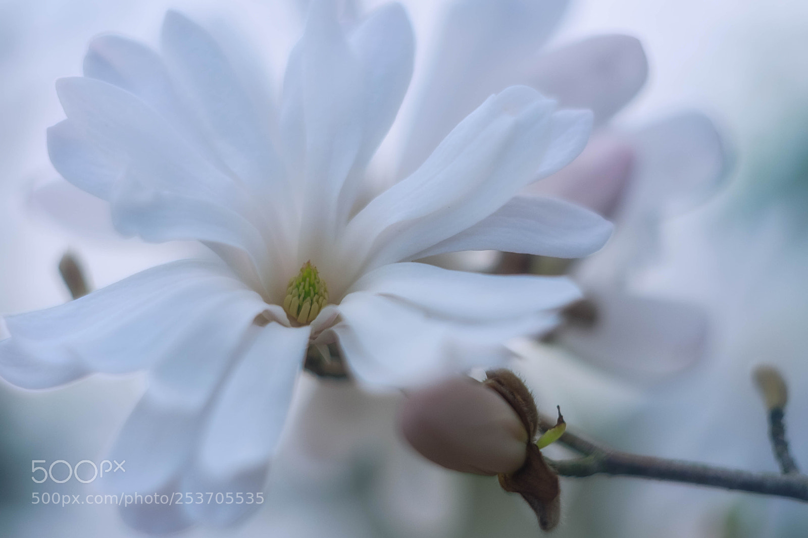 Fujifilm X-T10 sample photo. Magnolie iv photography