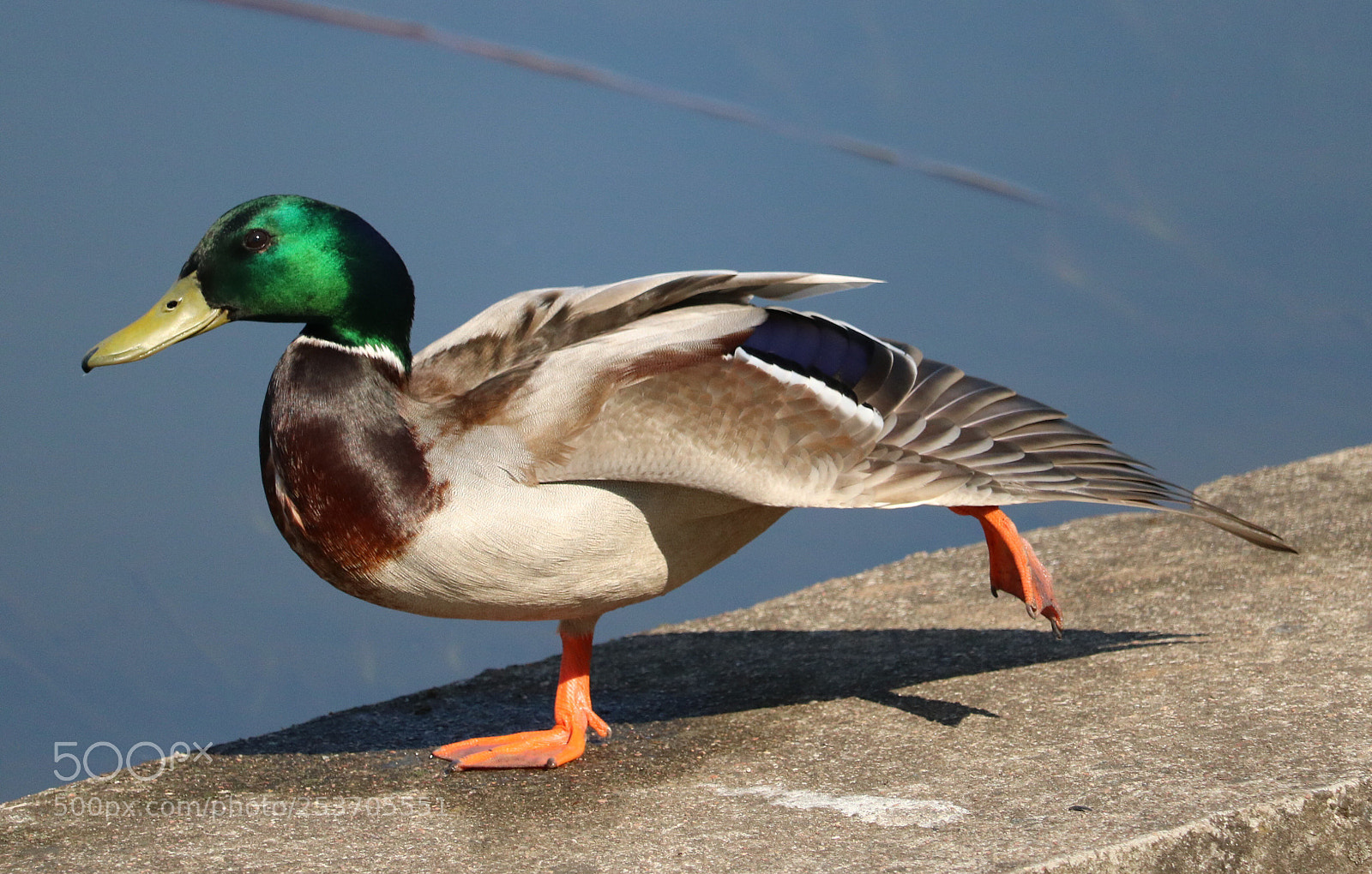Canon EOS 750D (EOS Rebel T6i / EOS Kiss X8i) sample photo. Mallard doing stretching photography