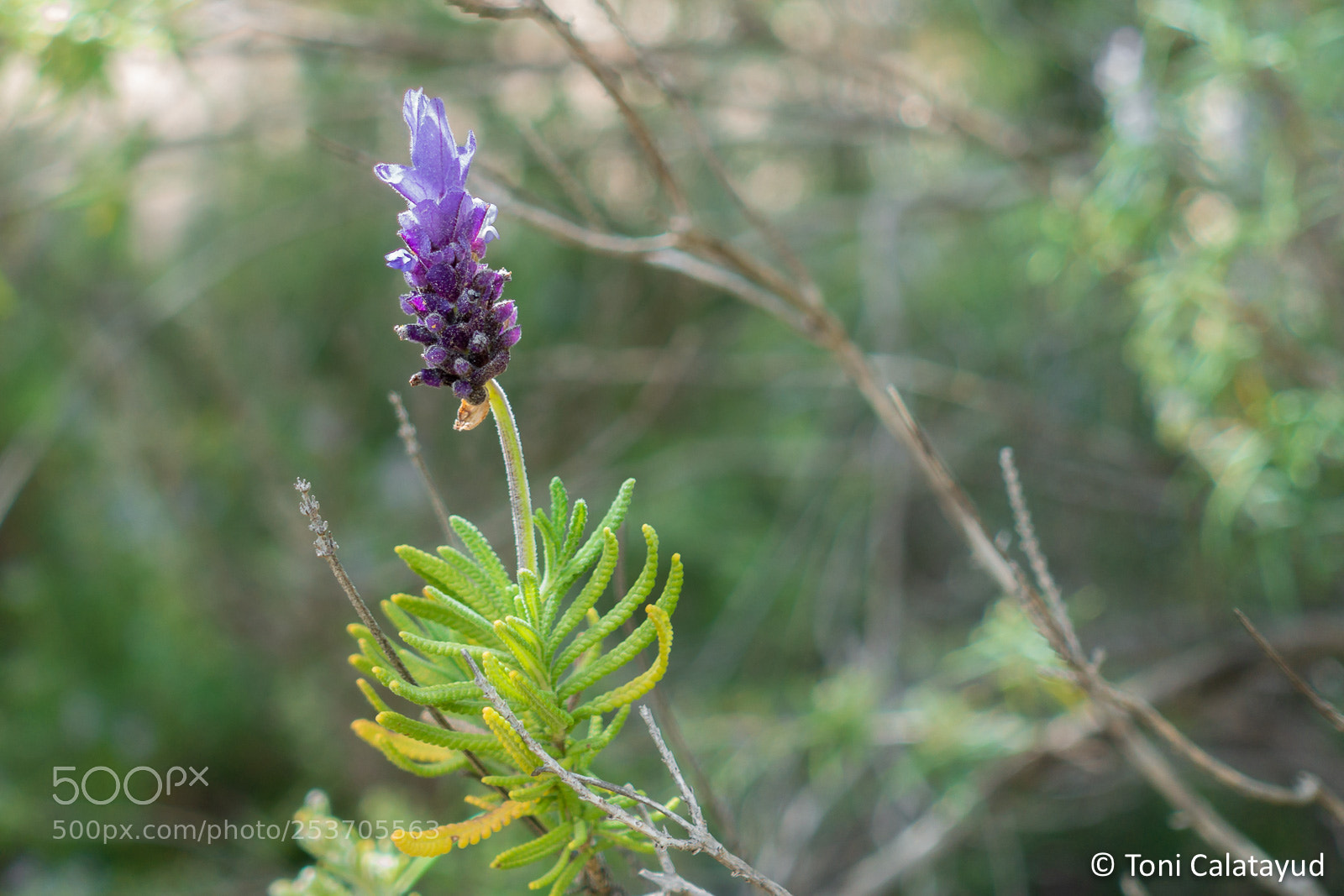 Sony Cyber-shot DSC-RX100 III sample photo. Toni calatayud photography