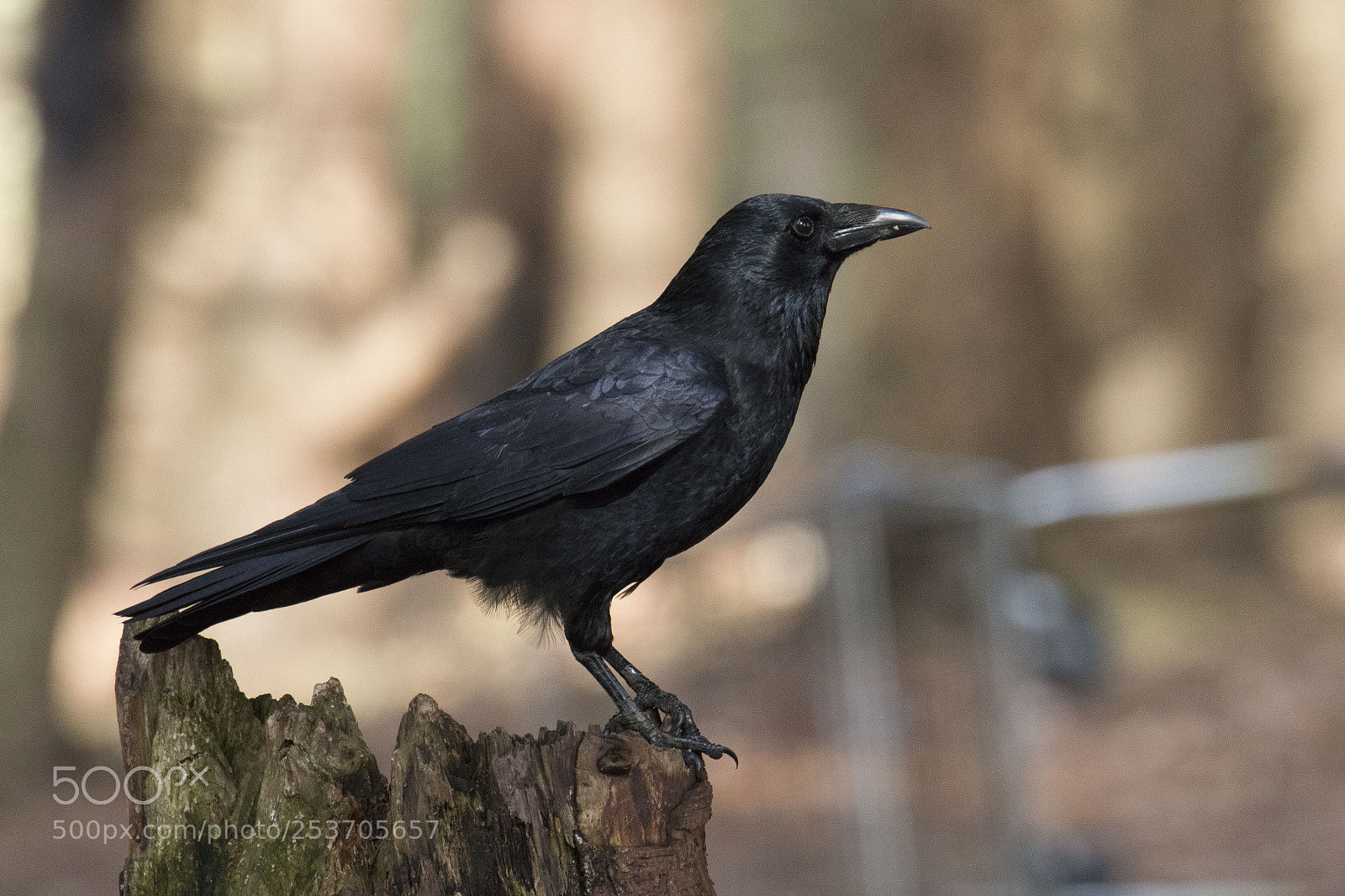 Canon EOS 70D sample photo. A black one photography