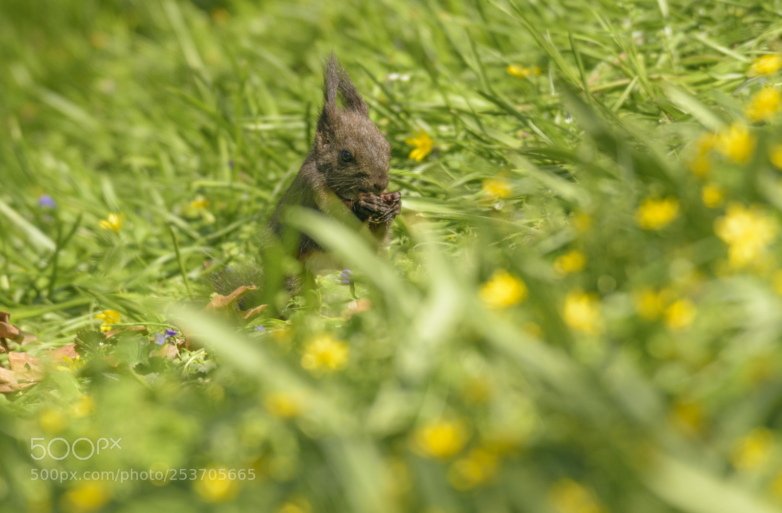 Nikon D3300 sample photo. 1804154667.jpg photography