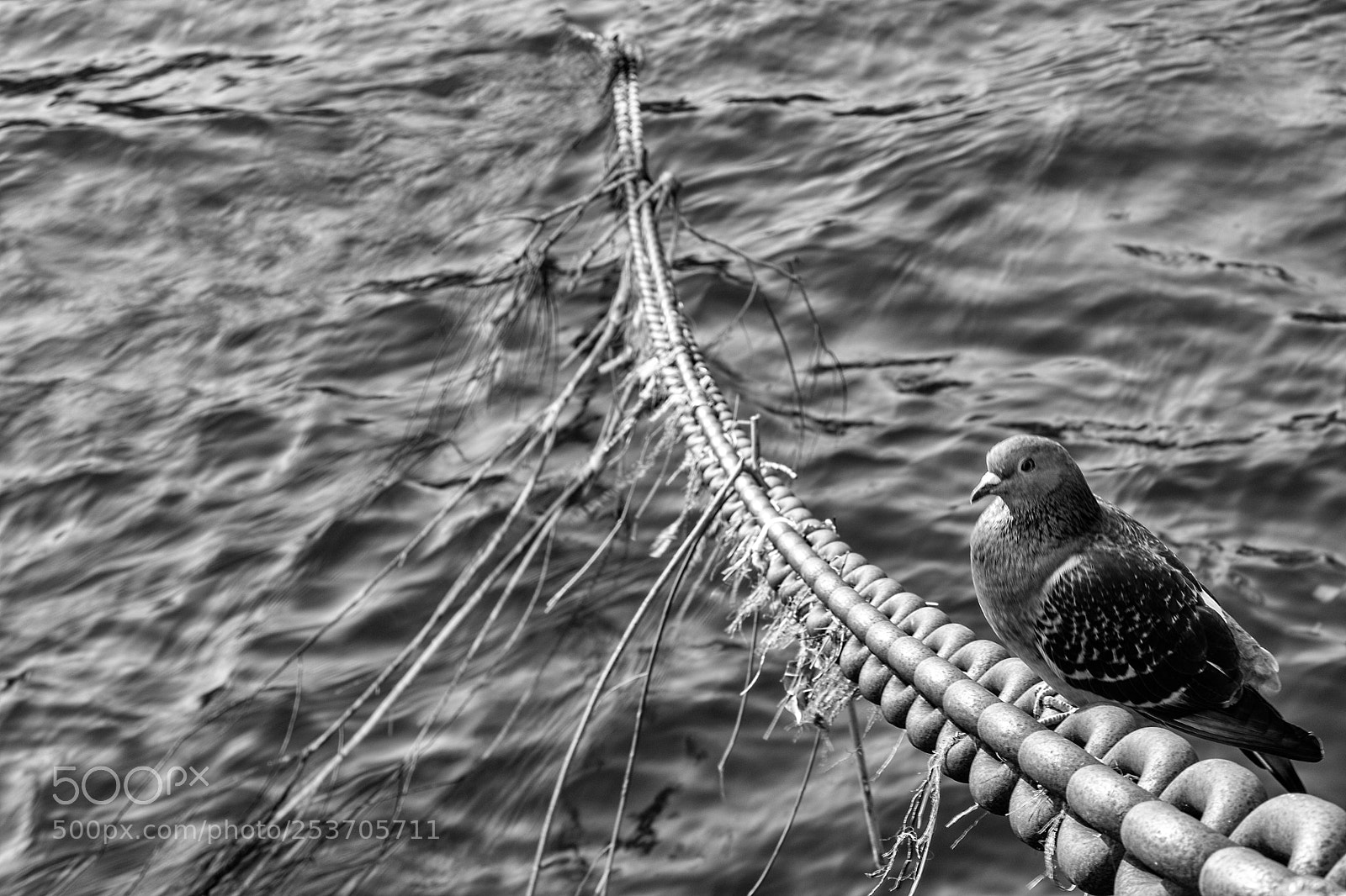 Canon EOS 750D (EOS Rebel T6i / EOS Kiss X8i) sample photo. A pigeon on the photography