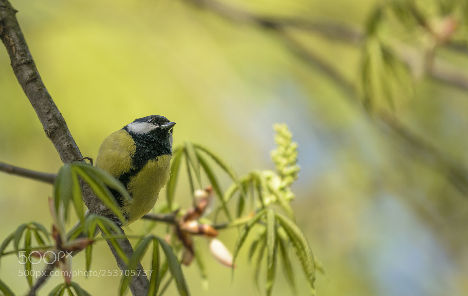 Nikon D3300 sample photo. 1804154664.jpg photography