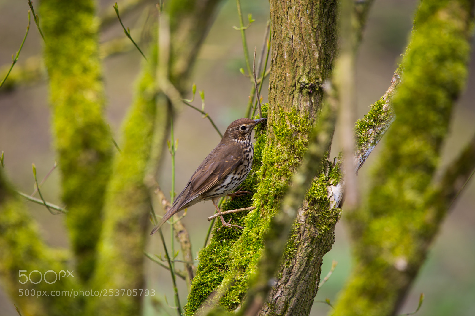 Nikon D7100 sample photo. Thrush on a thick photography