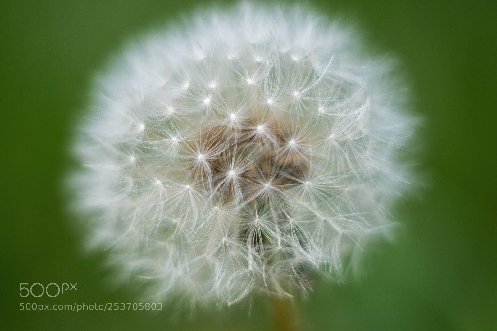 Fujifilm X-T10 sample photo. Blow... photography