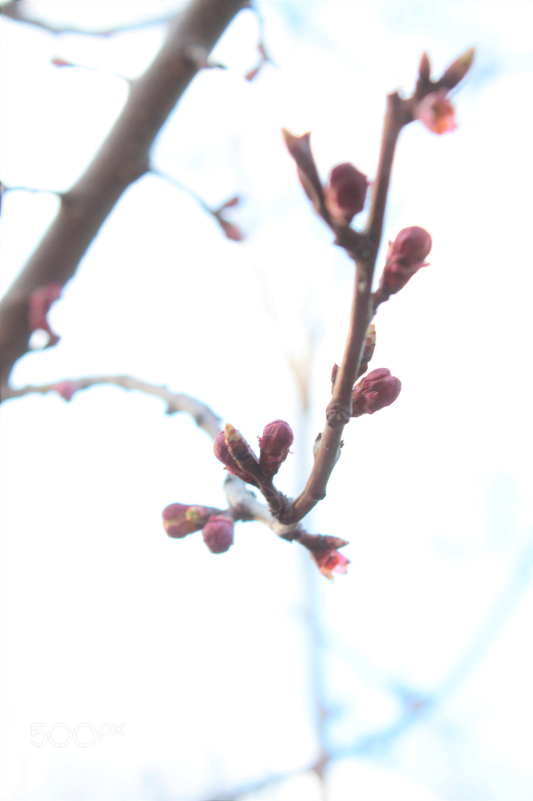 Canon EOS 650D (EOS Rebel T4i / EOS Kiss X6i) sample photo. Img photography