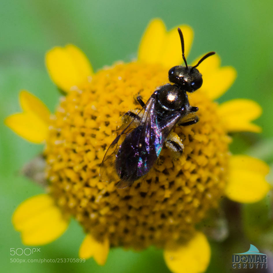 Nikon D7000 sample photo. #wasp photography