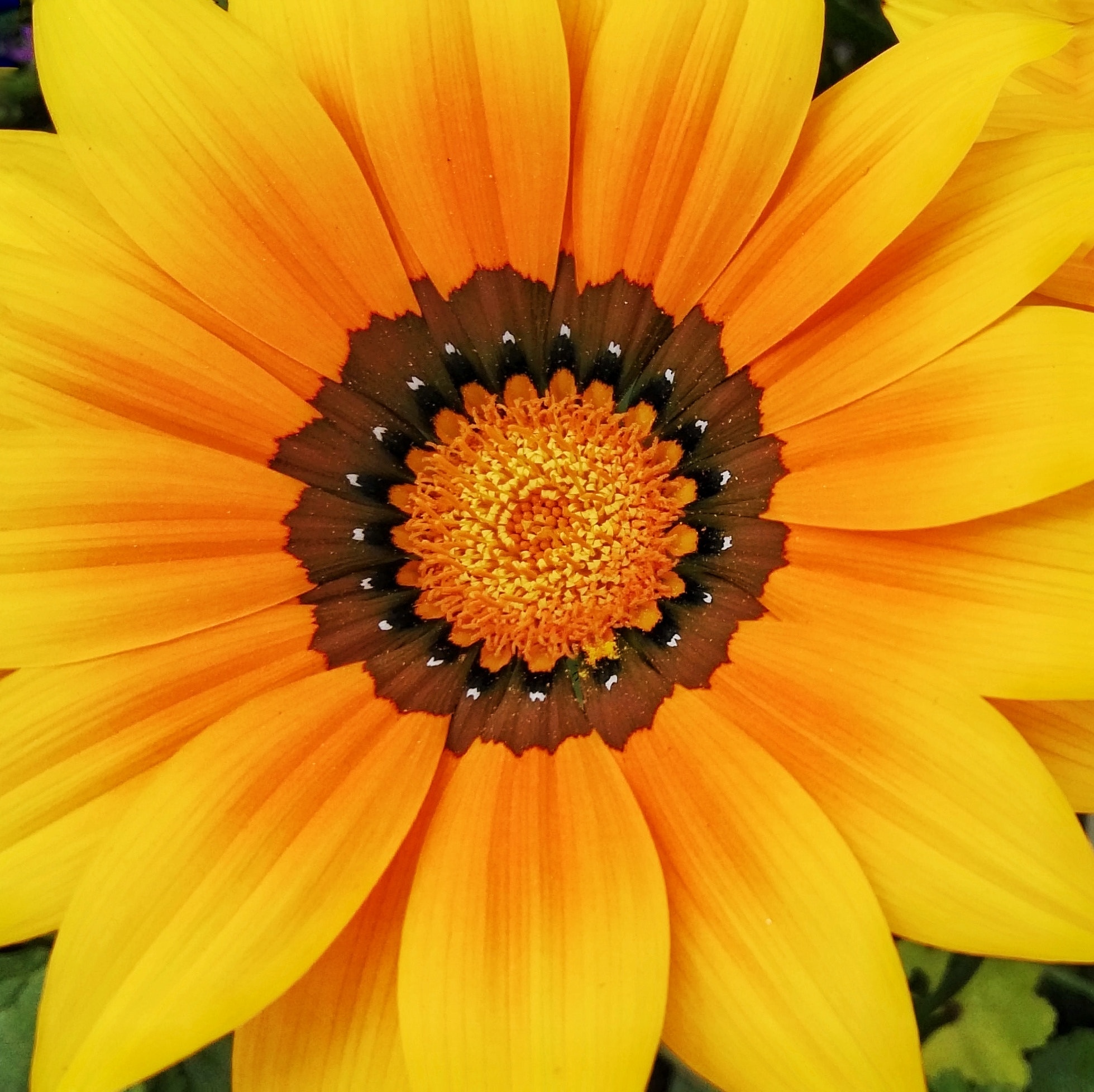 HUAWEI GX8 sample photo. Flower photography