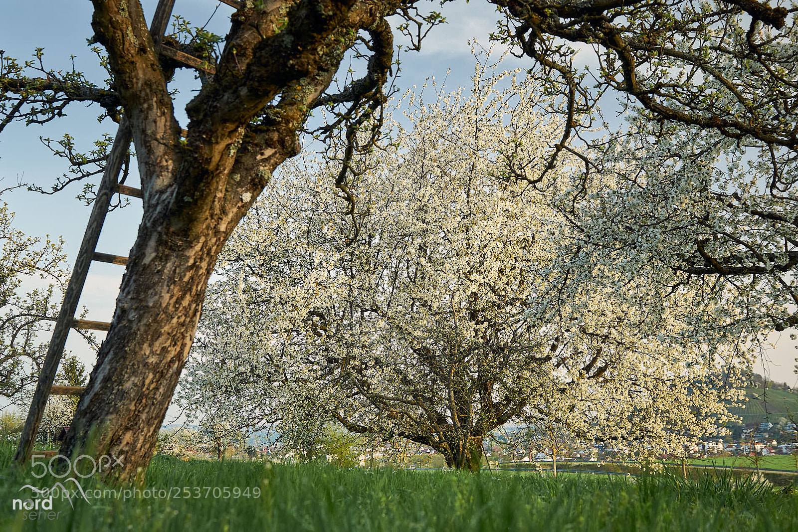 Sony SLT-A77 sample photo. Ermstal bei glems kirschbl photography